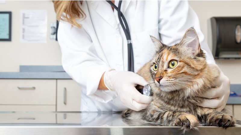 Imagem ilustrativa de Cursos para estudantes de medicina veterinária