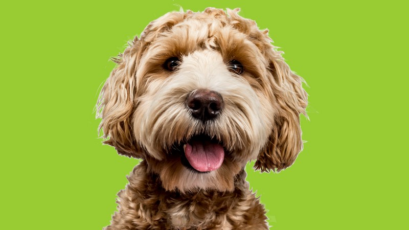 Cursos relacionados a veterinária
