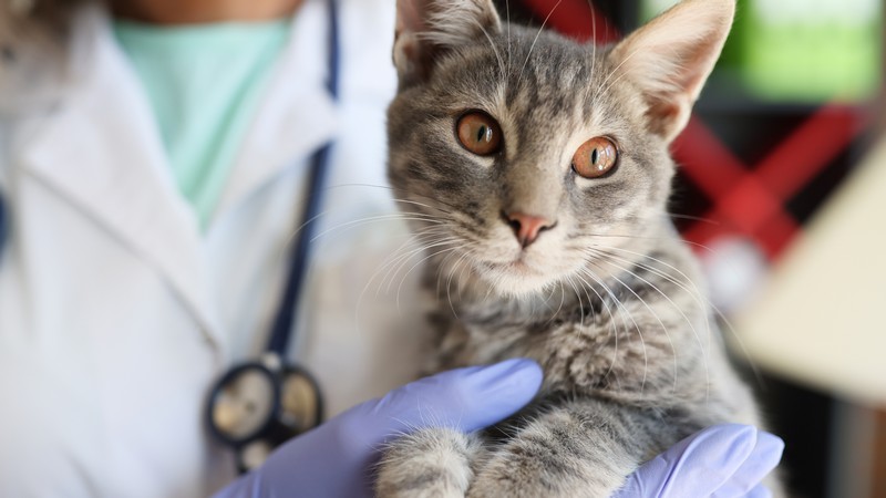 Imagem ilustrativa de Endoscopia em gatos valor