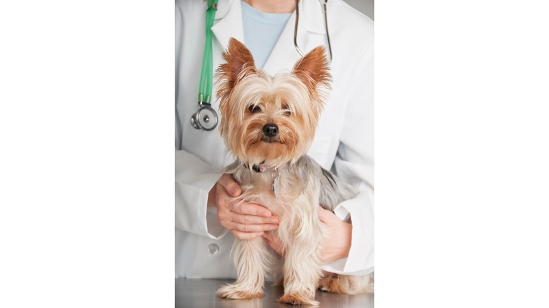 Clinica veterinaria dermatologia