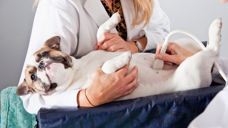 Clinica veterinaria que faz endoscopia em Belo horizonte